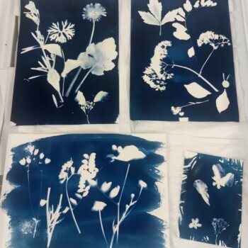Exposition de 4 œuvres à motifs floraux à l'aide du procédé du cyanotype avec du bleu de Prusse 