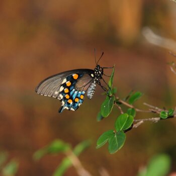 Un papillon aux ailes sombres ornées de taches orange et bleues, posé sur une fine branche verdoyante.