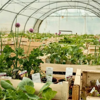 Photographie de l’intérieur d’une serre du jardin de Cocagne avec différentes plantations.
