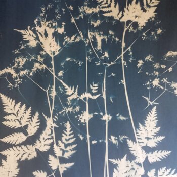 Un cyanotype botanique représentant des silhouettes blanches de plantes et de fougères sur un fond bleu de Prusse.