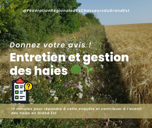chasseur