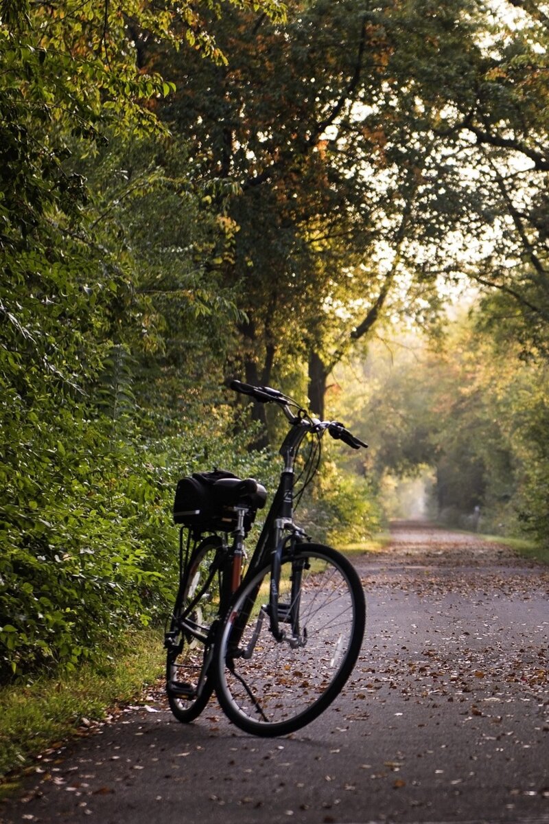 Vélo au milieu d'un chemin en forêt