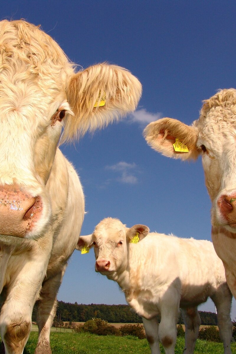 Photo : vaches