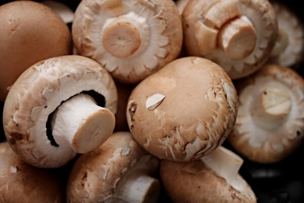 Photo : Champignons