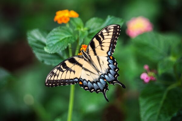 Photo : Papillon Se Posant Sur Une Fleur